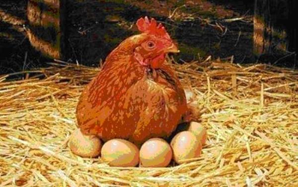nằm mơ thấy gà đẻ trứng