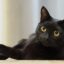 Ngủ mơ thấy mèo đen đánh số mấy – Mơ mèo đen có ý nghĩa tốt hay xấu?